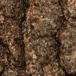Bark